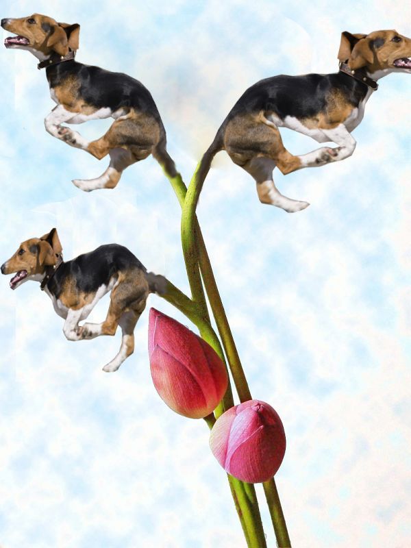 Dog Flower